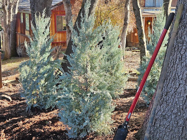 © Davis Tree Management