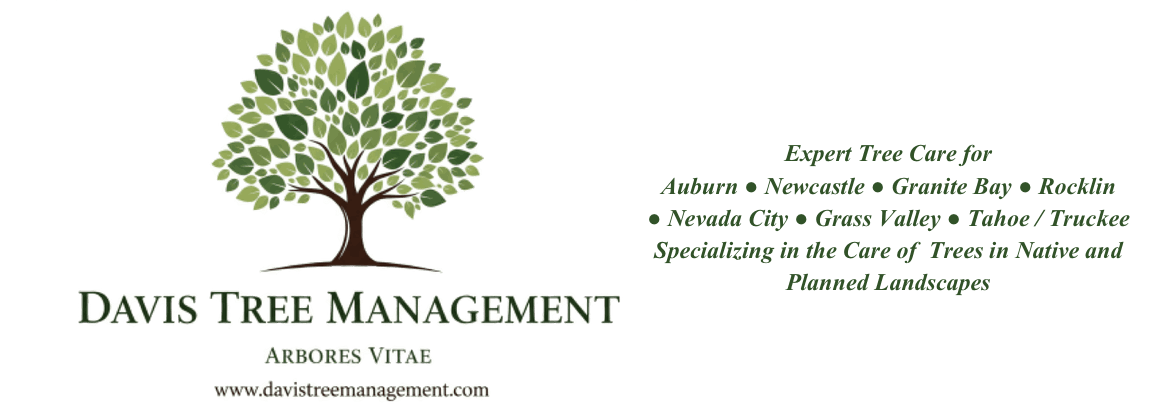 davis tree management link to contact page