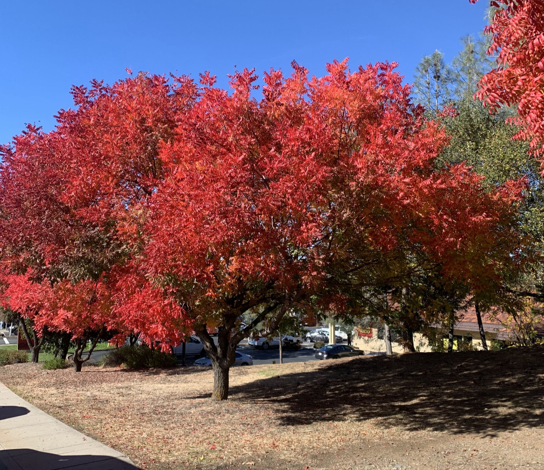 © Davis Tree Management