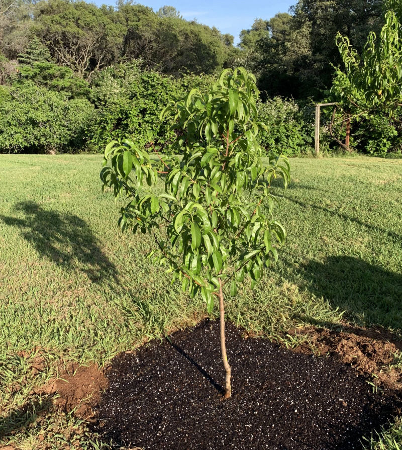 © Davis Tree Management