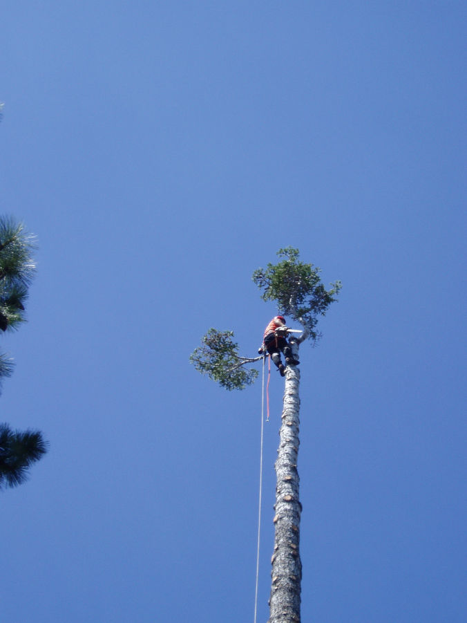 JD topping a fir tree