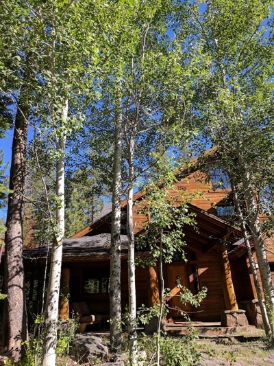 Davis Tree Management Expert Tree Care Senior Discounts up to 15% OFF! Aspen trees-Olympic Valley, California